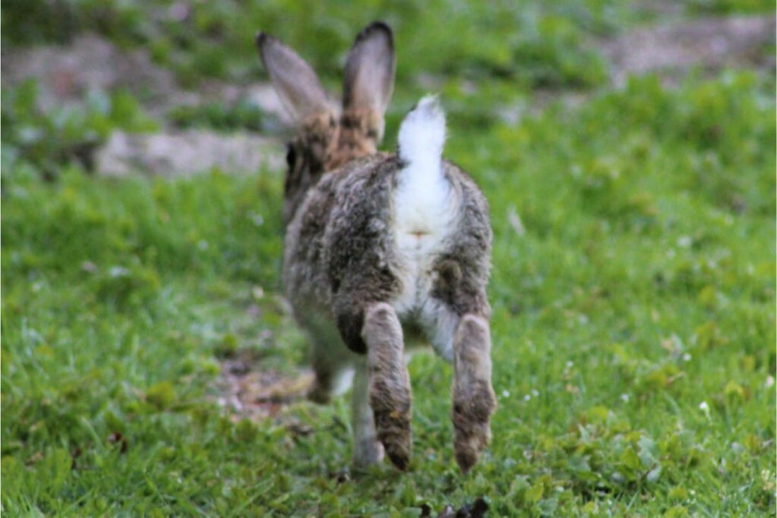 Urine Scald and Dirty Bottom | How to Keep Your Bunny's Butt Fresh and Healthy