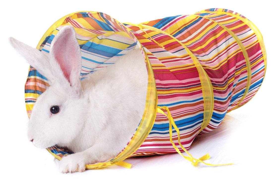 How To Play With Your Rabbit
