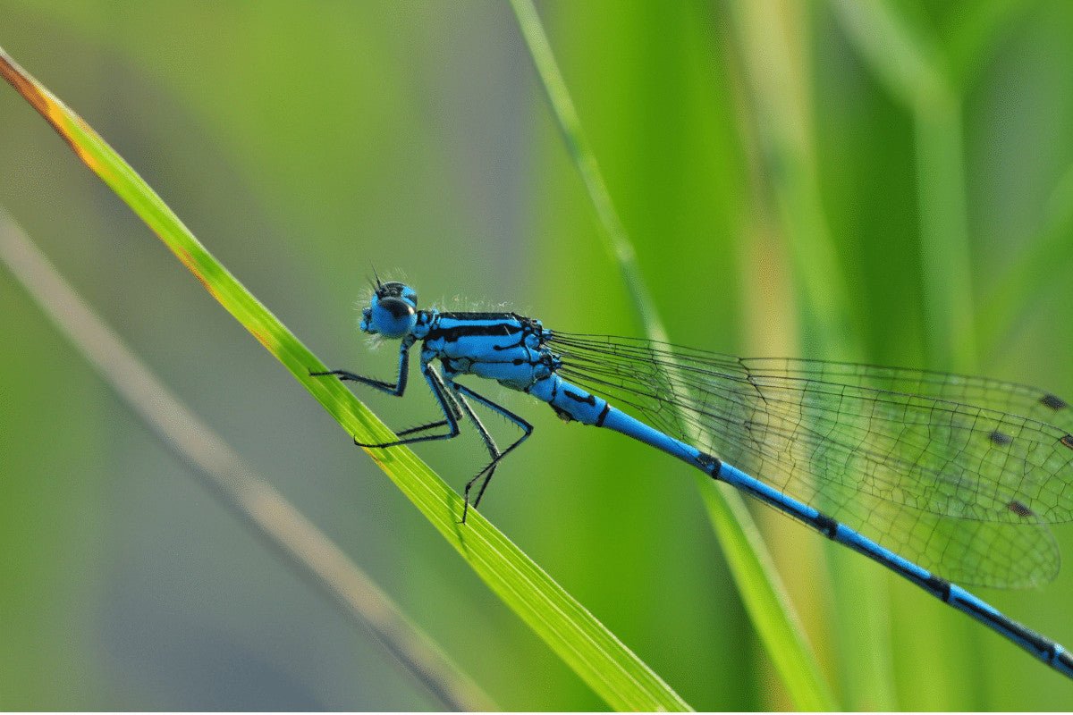 8 Ways To Attract Invertebrates To Your Garden | Yes You Really Do Wan ...