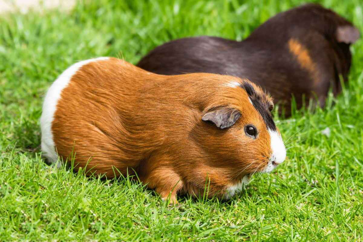 Keeping Guinea Pigs Outdoors | How To Keep Them Safe and Well