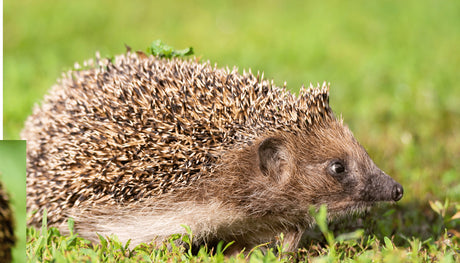 Hedgehogs in Your Garden | How to Spot the Signs