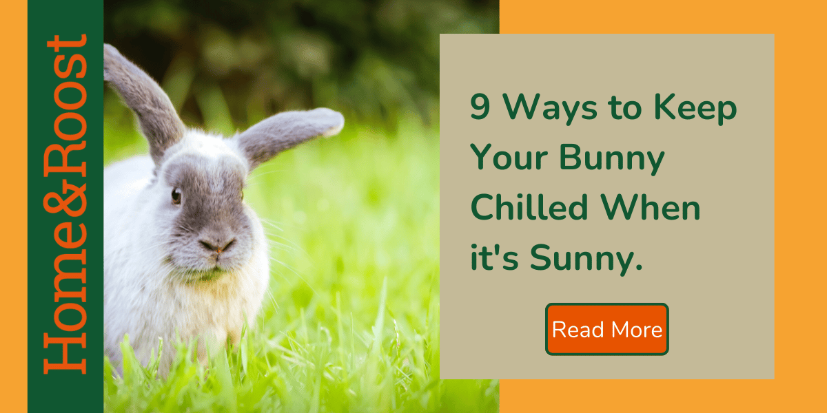 How To Keep Rabbits Cool in the Summer | 9 Top Tips – Home & Roost