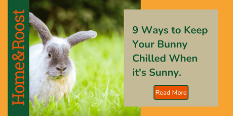 How To Keep Rabbits Cool in the Summer | 9 Top Tips