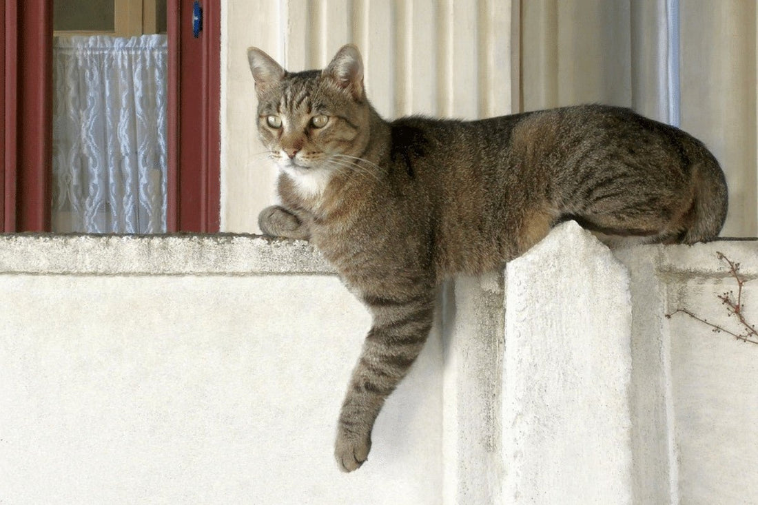 10 Top Tips For Keeping Other Cats Out of Your Garden