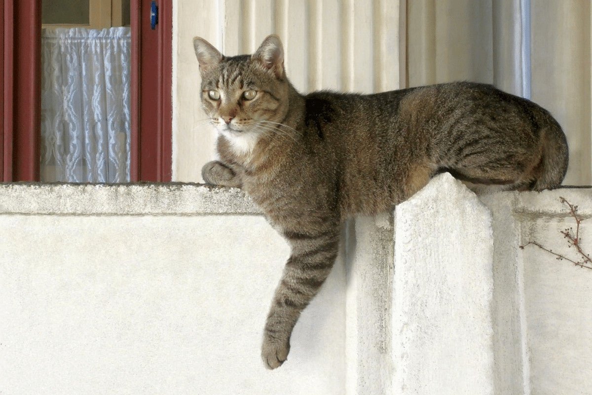 10 Top Tips For Keeping Other Cats Out of Your Garden