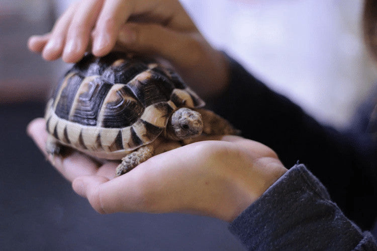 Tortoise fashion breeds that stay small