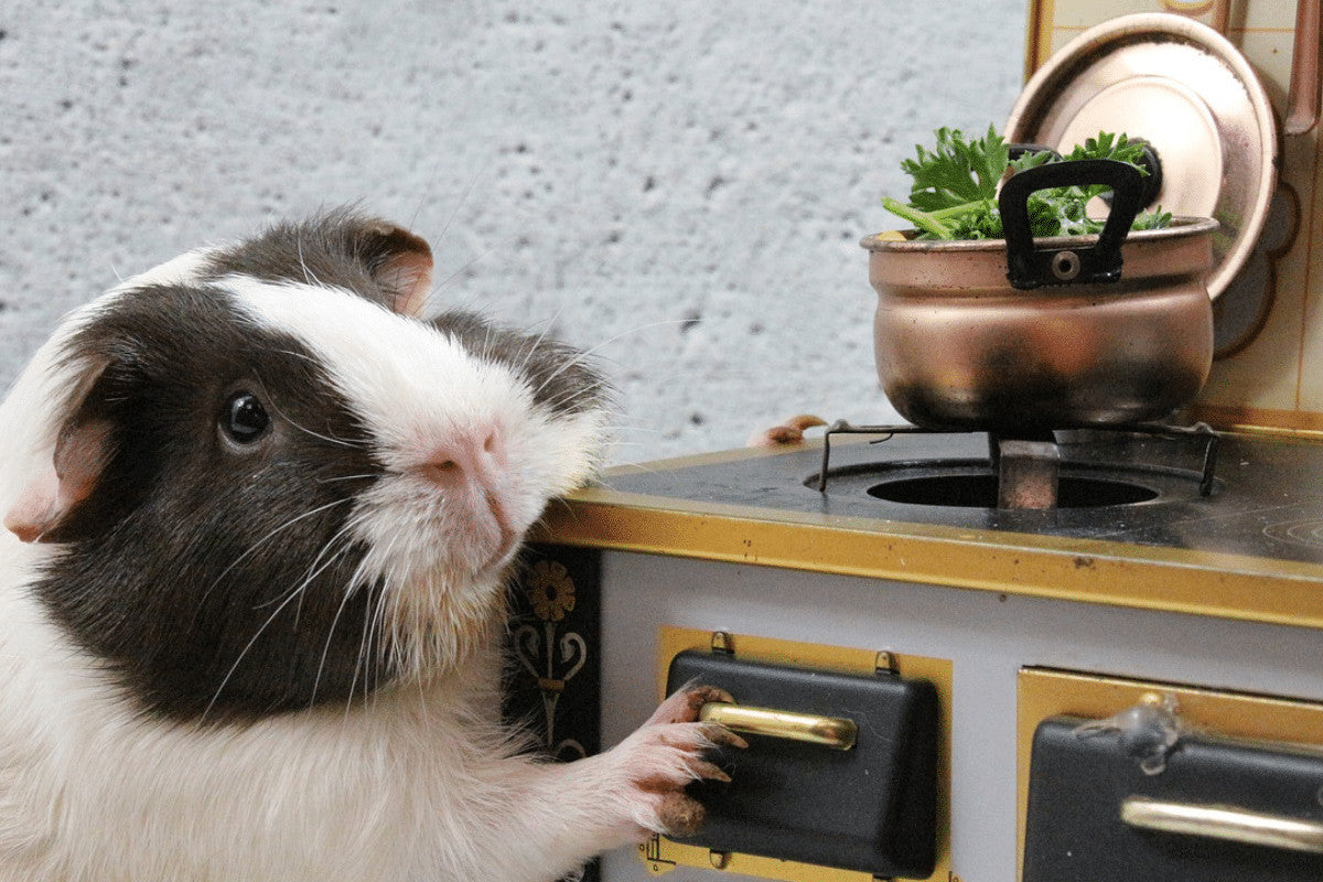 Guinea Pig Diet | How To Get It Right and What To Avoid