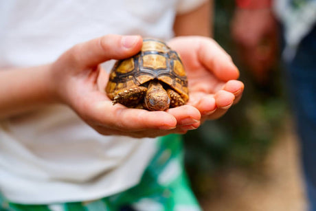 Buying a Tortoise | What to Know Before you Buy | Legal and Practical Checklist