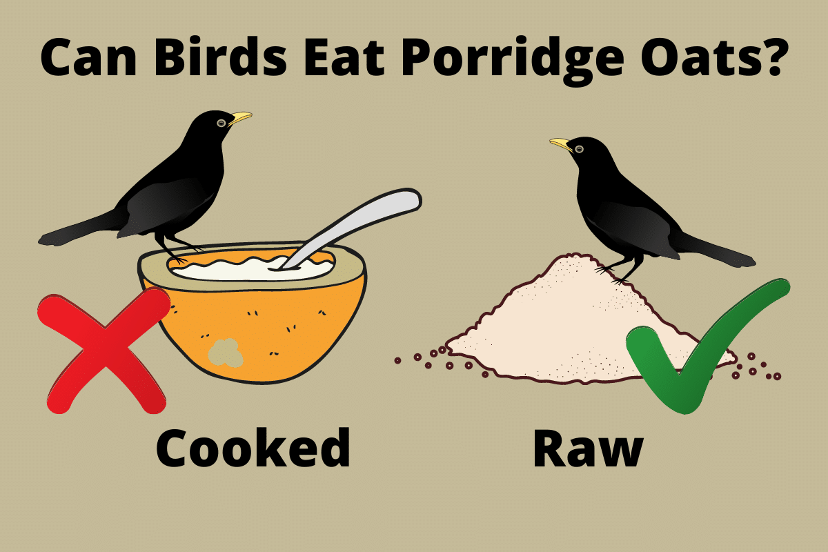 Can Birds Eat Porridge Oats?