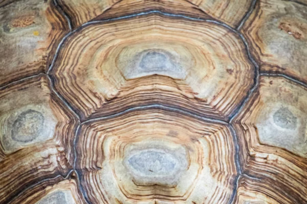 Tortoise Shell Rot | How to Spot, Prevent and Treat This Dangerous Con ...