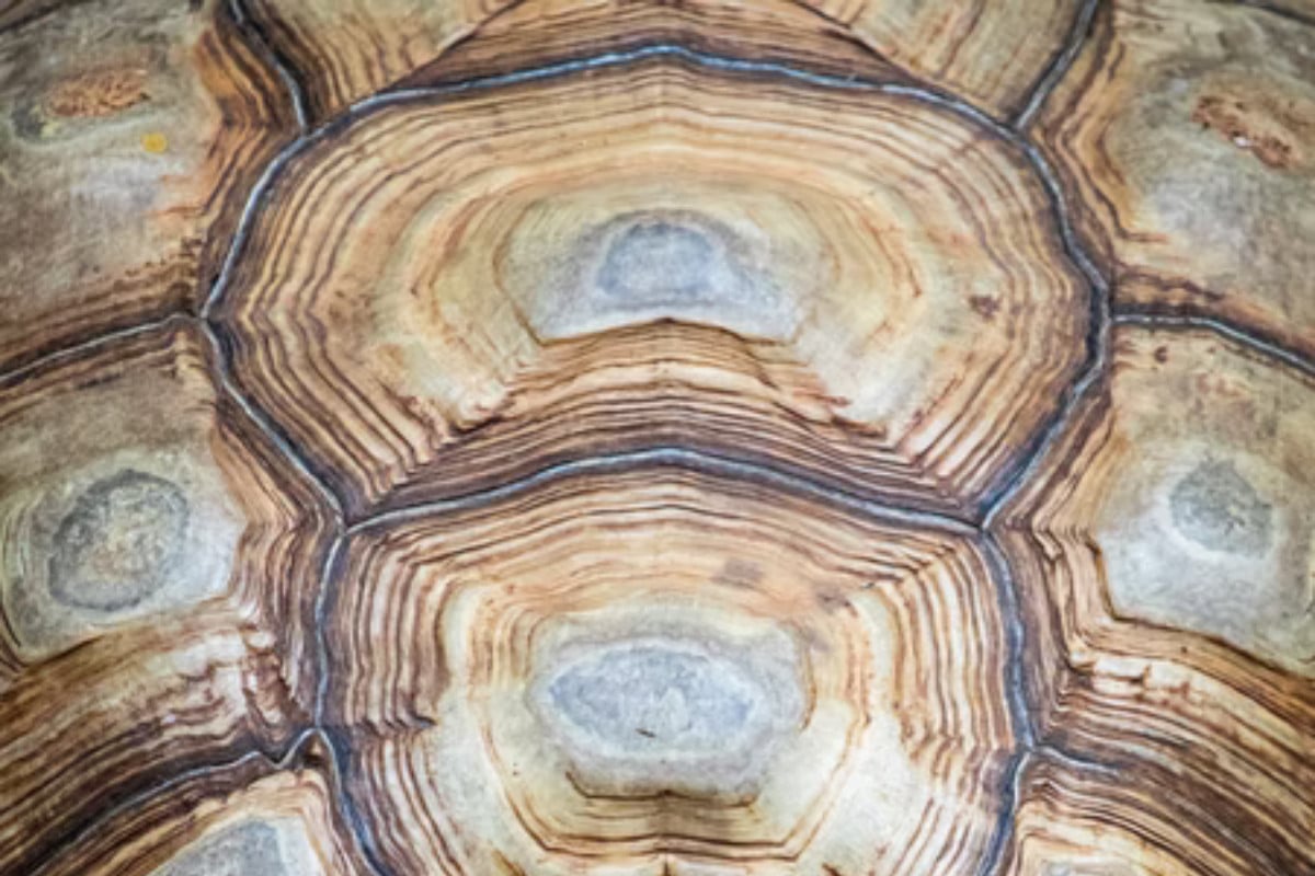 Tortoise Shell Rot | How to Spot, Prevent and Treat This Dangerous Condition