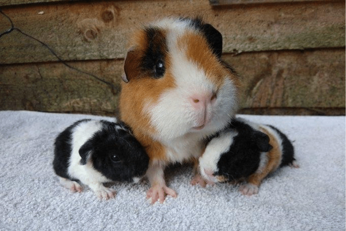 Guinea pigs eat babies best sale