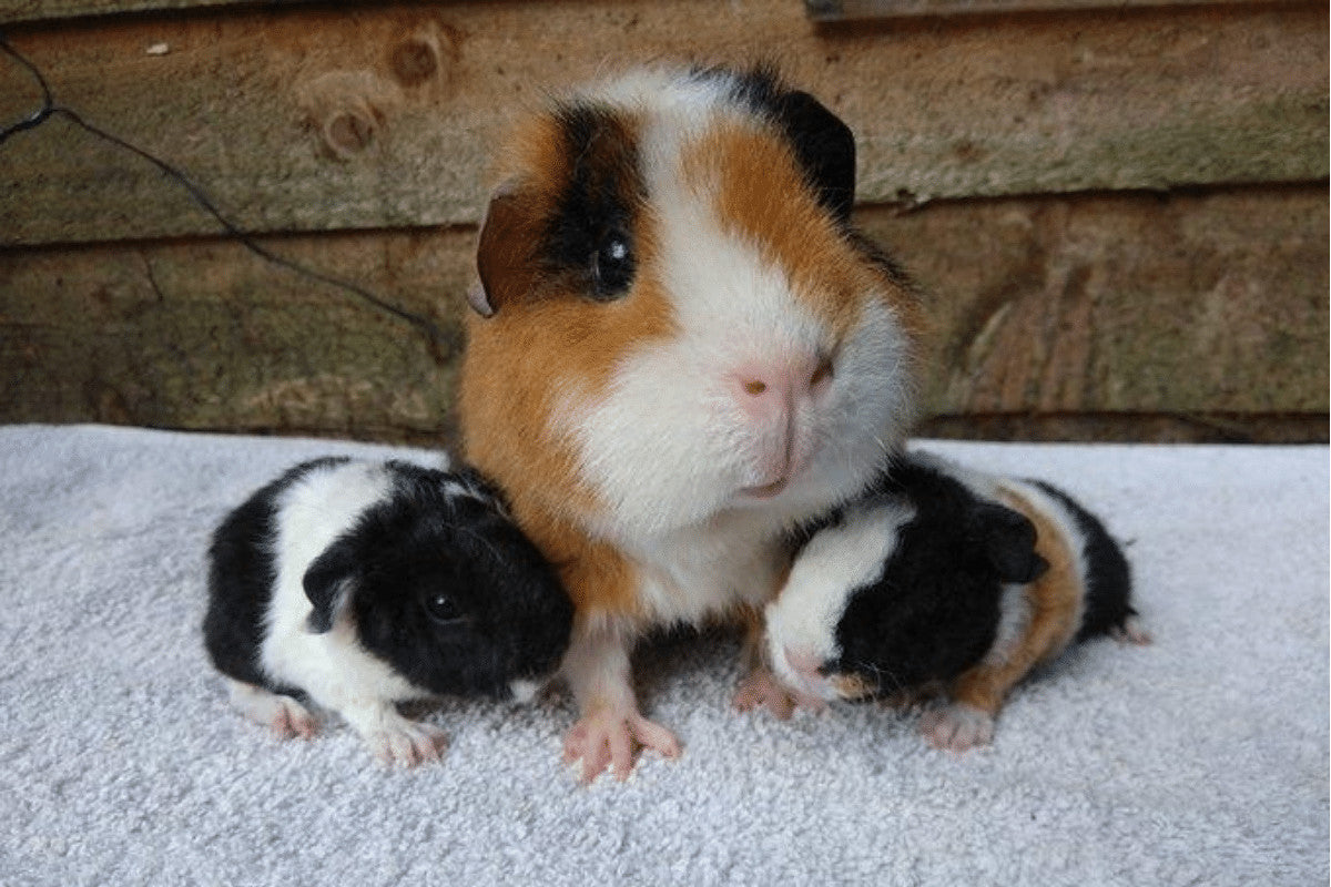 Is My Guinea Pig Pregnant? | 5 fascinating Piggy Pregnancy Facts