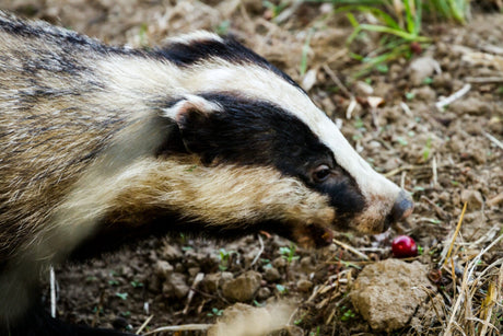 Do Badgers Eat Hedgehogs? Do They Threaten Hedgehog Survival?