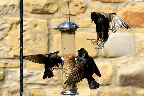 Keeping Starlings Off Your Bird Feeders | And Why You May Not Want To