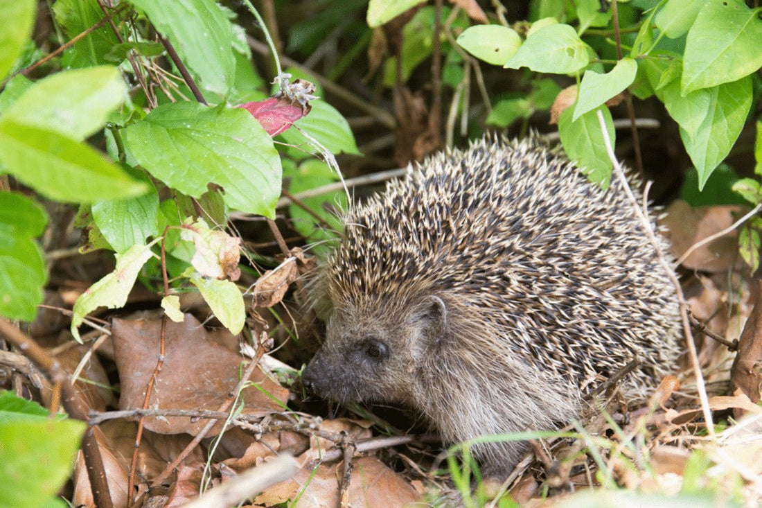 Where Do Hedgehogs Live?