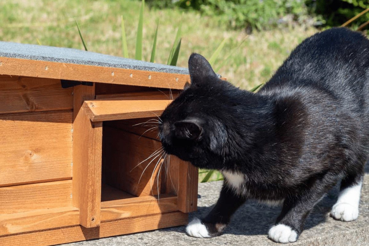How To Stop Cats Eating Hedgehog Food