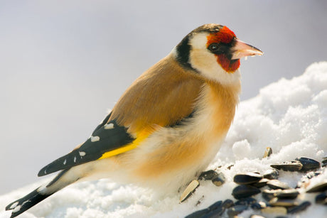 What To Feed Garden Birds In Winter | Why Winter Feeding Saves Lives