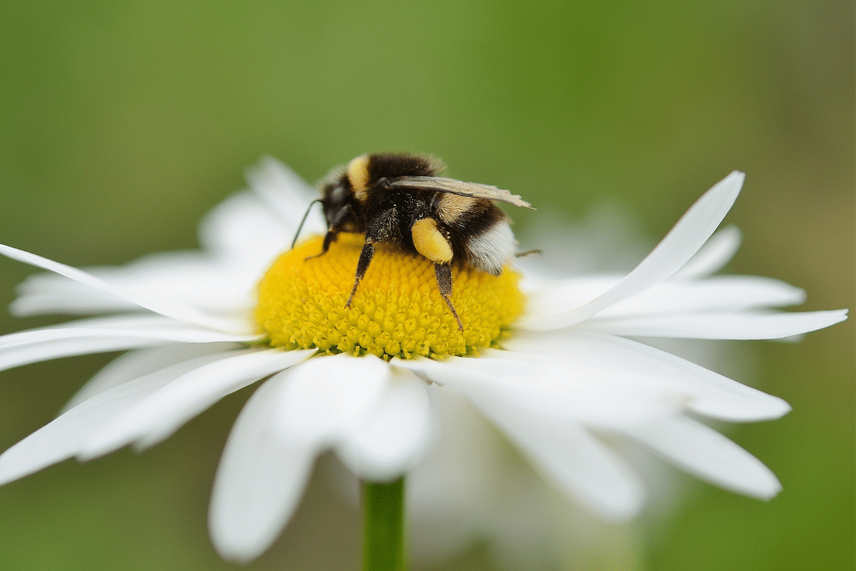 How To Support Bees In Your Garden This World Bee Day