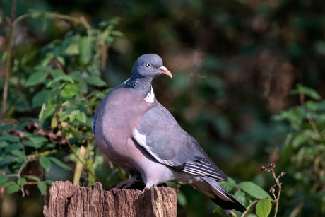 What do Wood Pigeons Eat?
