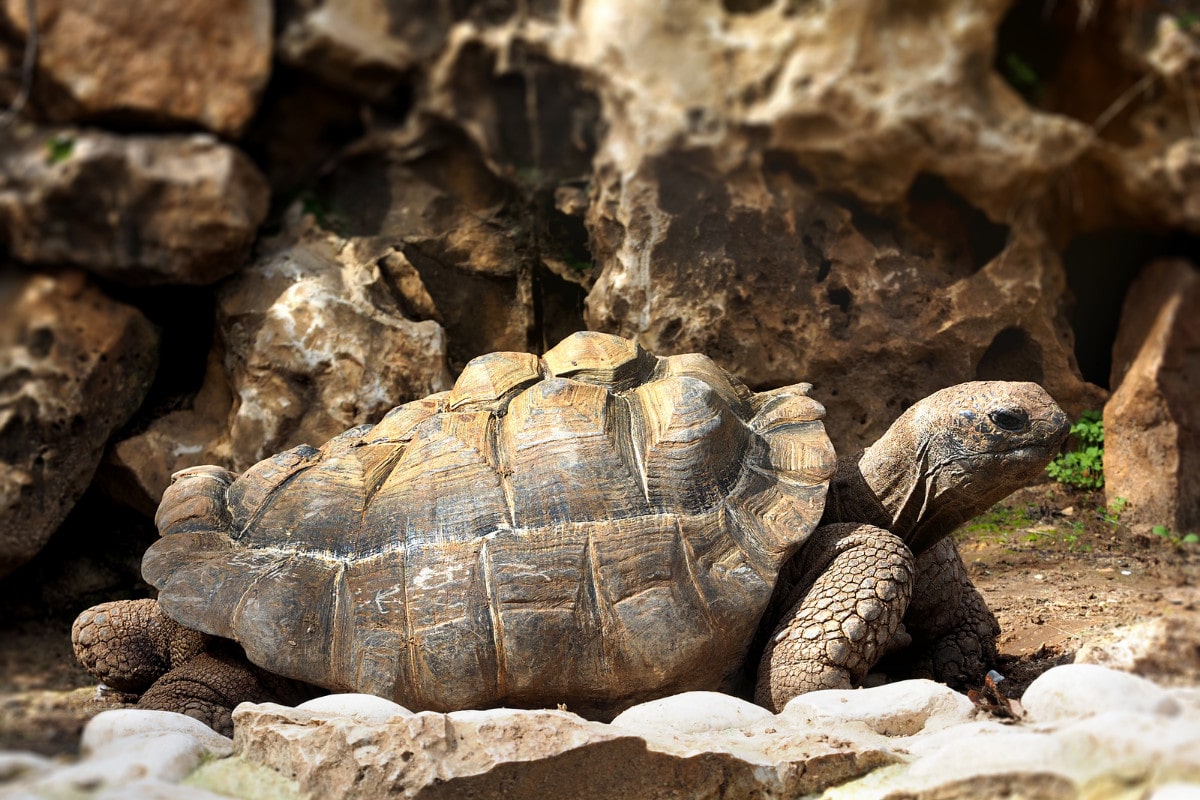 Do I Need a Tortoise Heat Lamp? Yes, It's a Tortoise Table Essential!