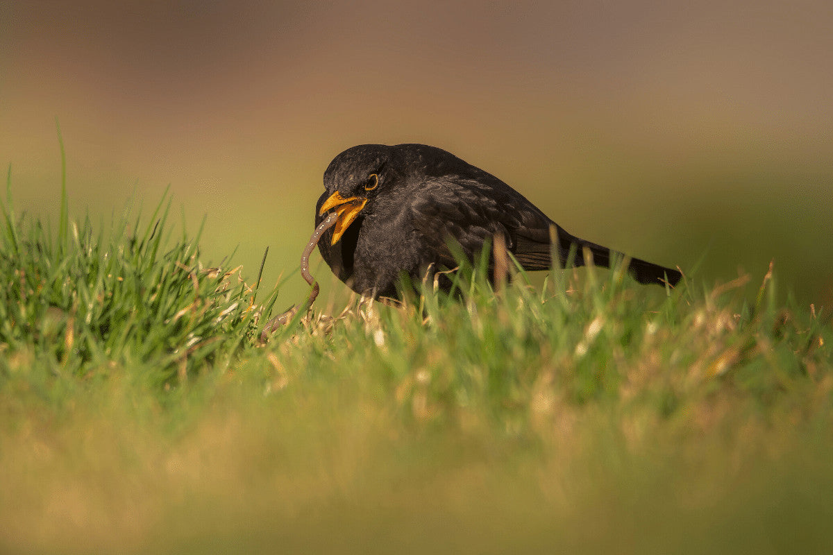 What to Feed Birds in Summer | Top 5 Foods for Summer Birds