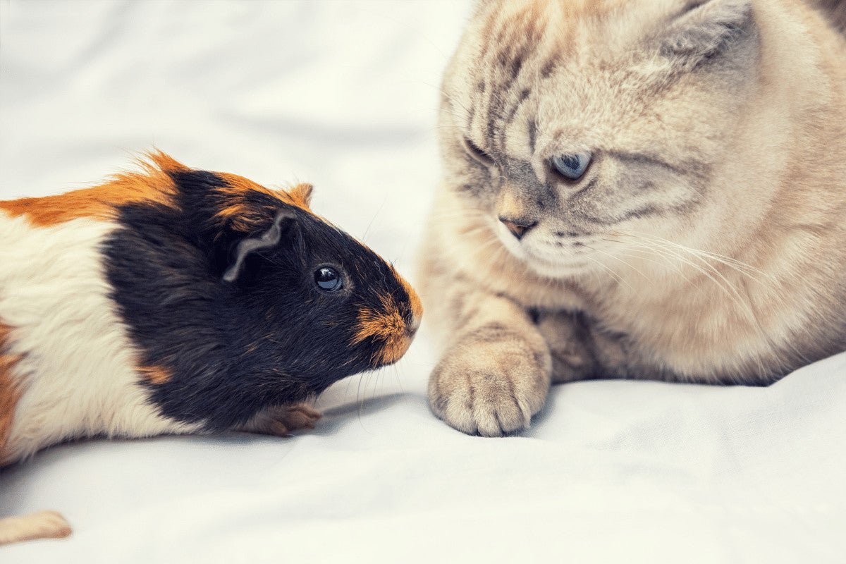 Do Guinea Pigs and Cats Get on?