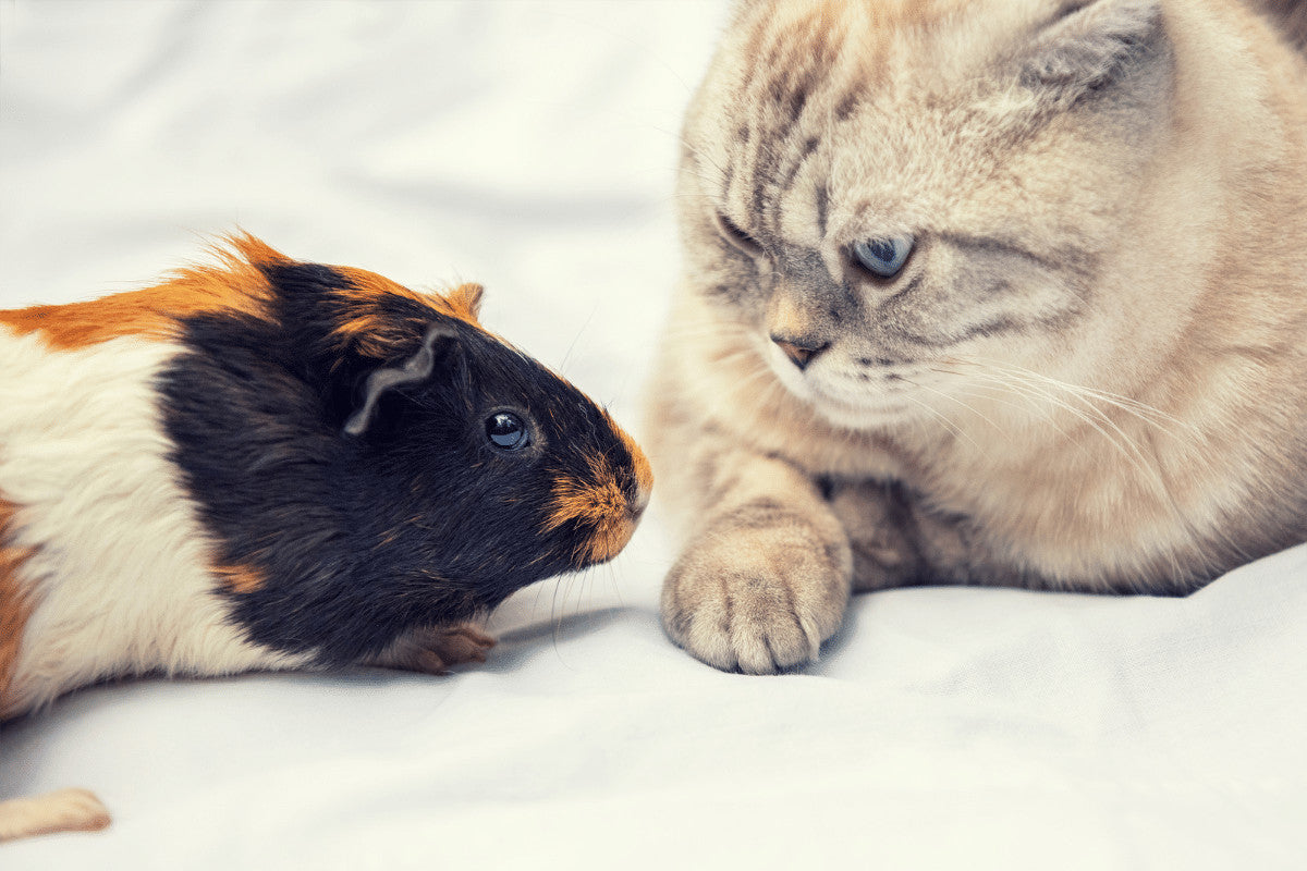 Do Guinea Pigs and Cats Get on?