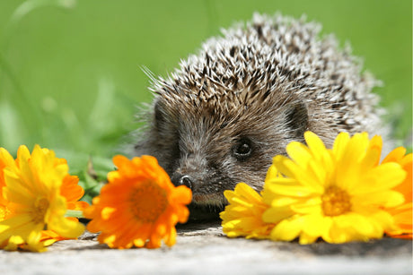 Plants For Hedgehogs| Top Hedgehog Friendly Species for Your Garden