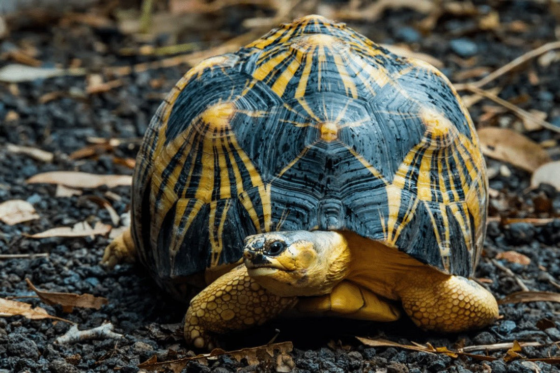 Indian Star Tortoise (Geochelone elegans) Breed Facts and Essential Care Guide