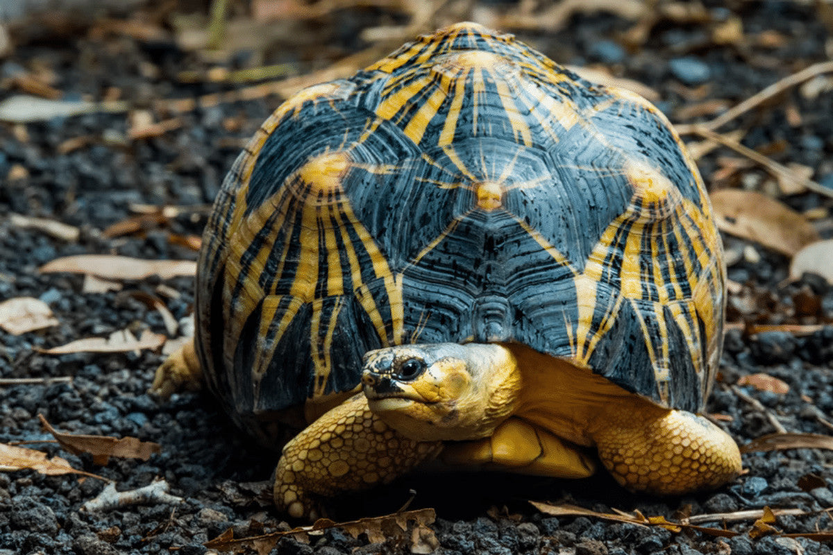 Indian Star Tortoise (Geochelone elegans) Breed Facts and Essential Care Guide