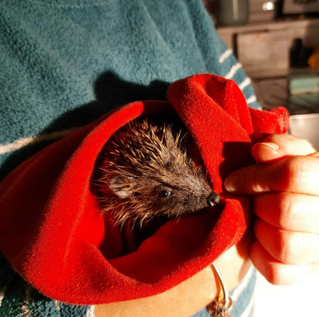 The Hedgehog Charity You Have Supported This Year is Hartford Hedgehog Rescue