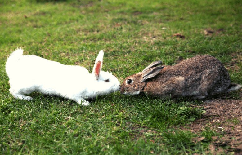 Why Are My Rabbits Fighting and How Can I Bring Peace? – Home & Roost