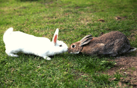 Why Are My Rabbits Fighting and How Can I Bring Peace?
