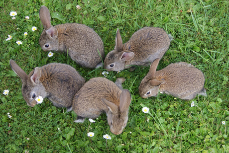 18 Plants Poisonous to Rabbits and 9 Garden Greens Safe for Your Bun to Munch