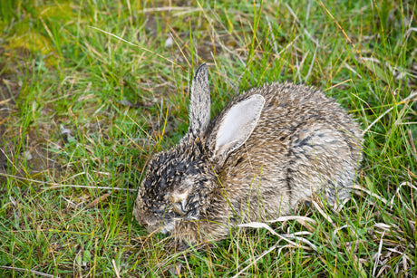 Myxomatosis and Your Rabbit | How Best To Protect Your Pet