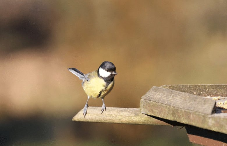 How To Make A Bird Table