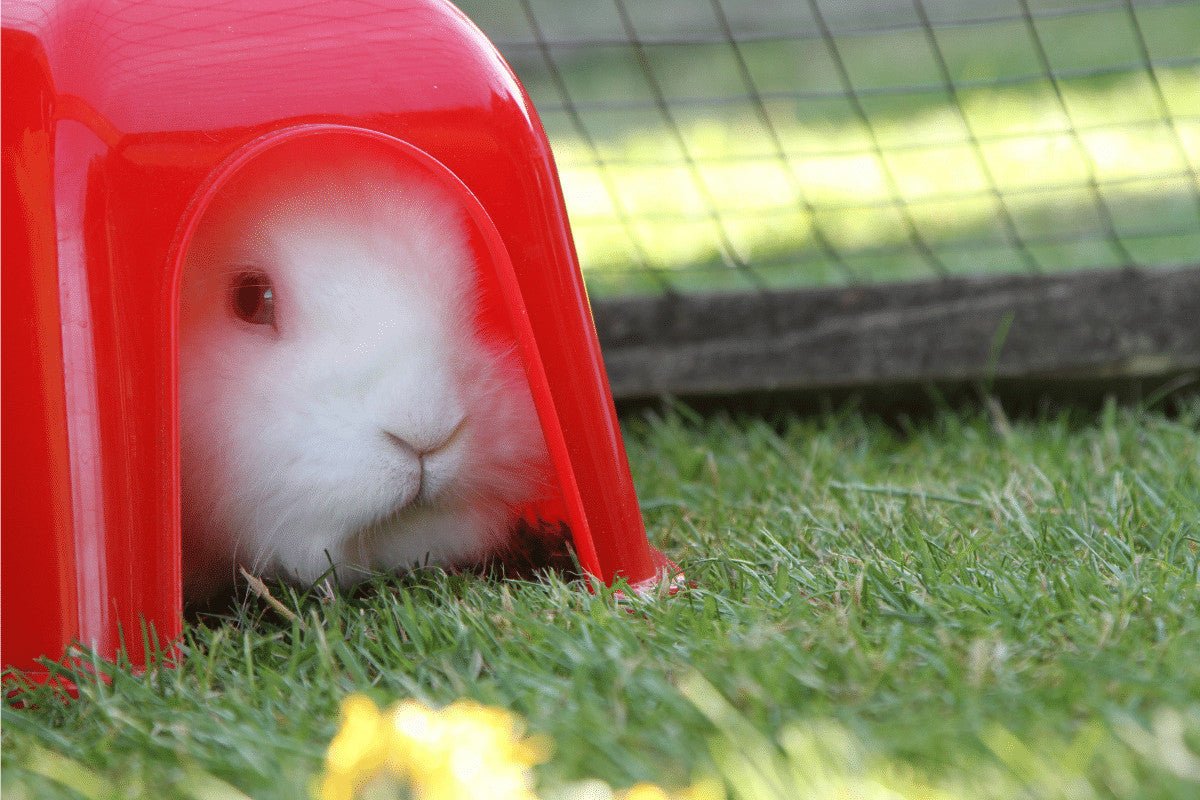 9 Top Rabbit Toys | Best Boredom Busters For Your Bunny