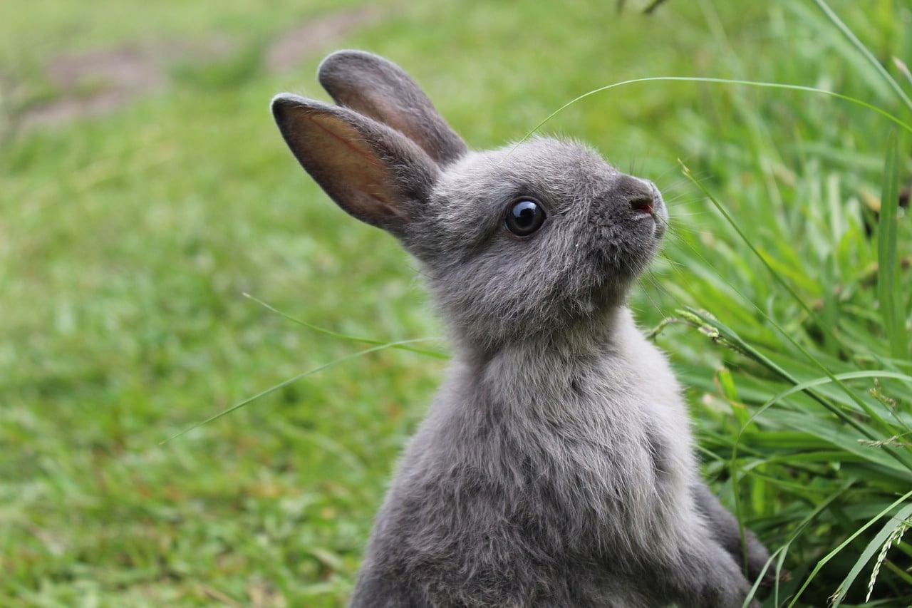 How Much Exercise Does a Rabbit Need? More Than You Think For a Happy Bunny!