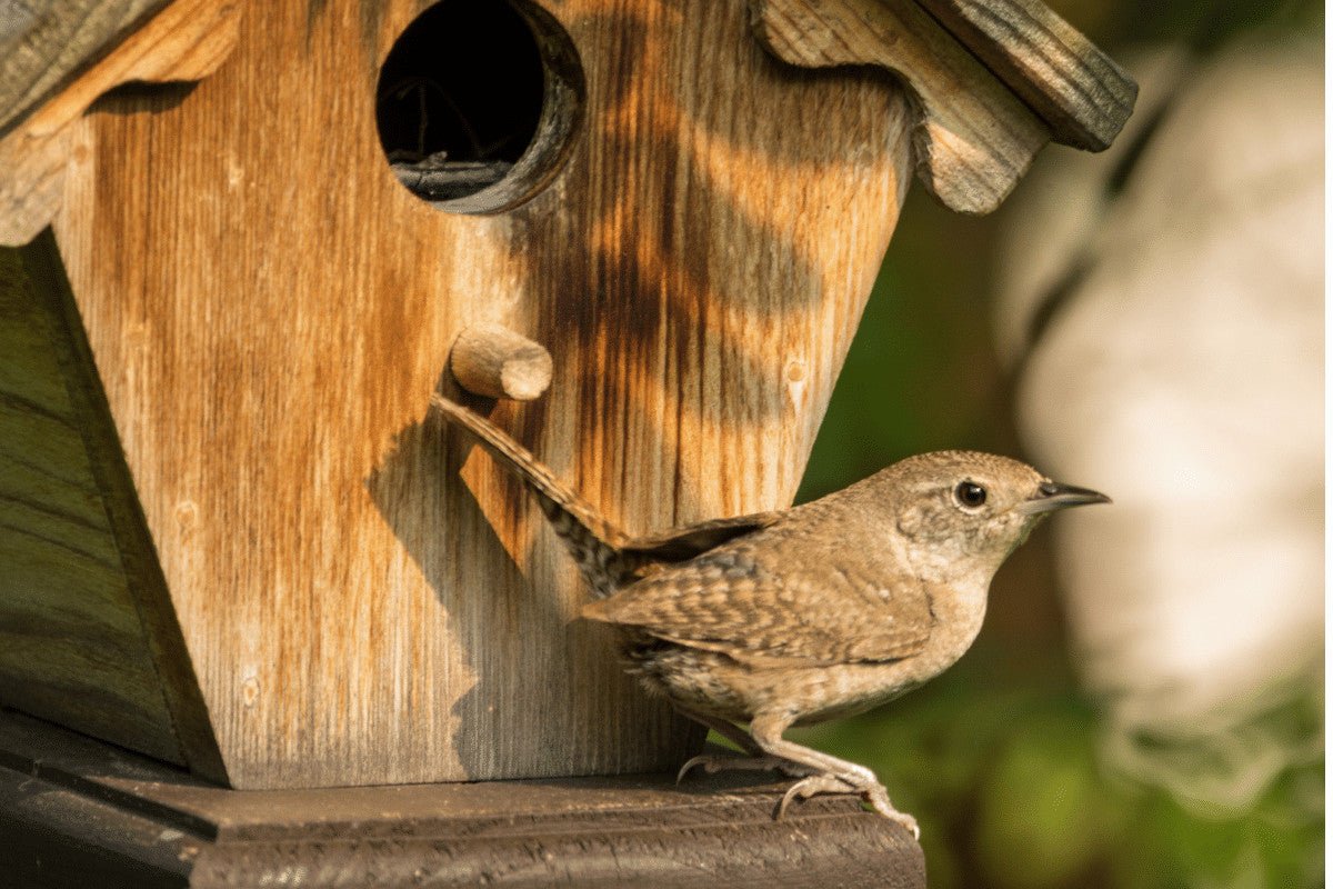 How Do I Get Birds To Nest In My Garden