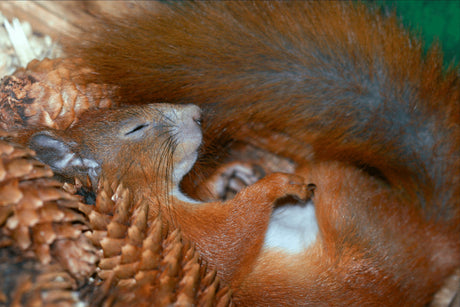 Do Squirrels Hibernate?
