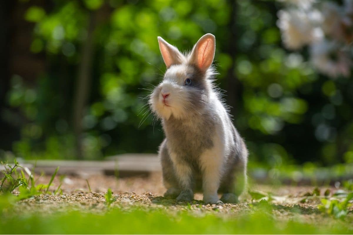 Can Rabbits live Outside? How To Keep Your Bunny Safe and Happy in the Garden