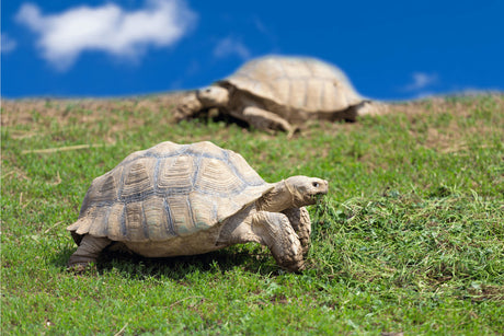 Are Tortoises Social Animals? Can They Be Happy Living Alone?