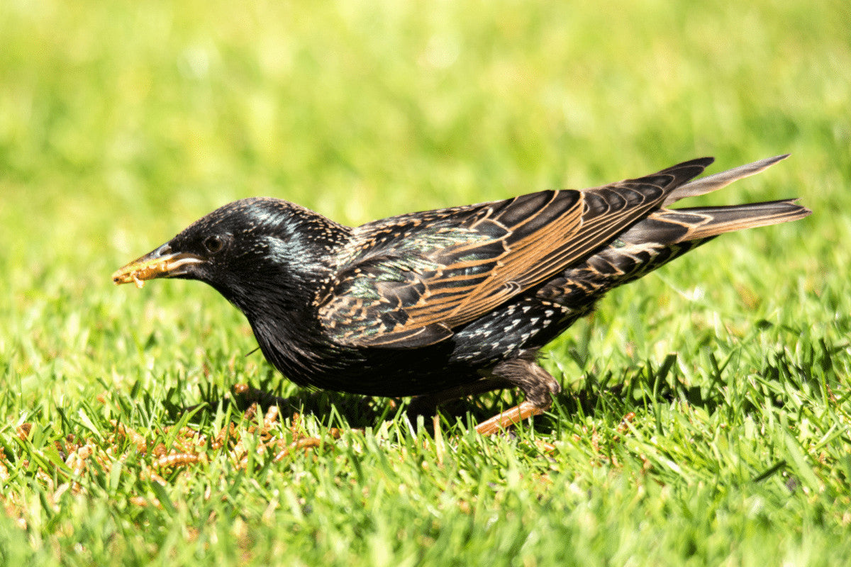 How Best To Feed Ground Feeding Birds