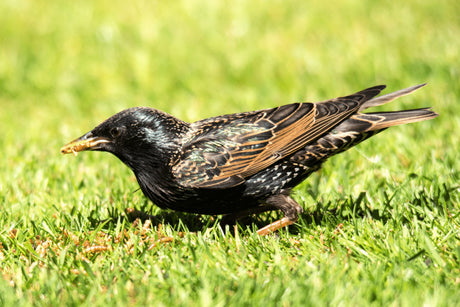 How Best To Feed Ground Feeding Birds