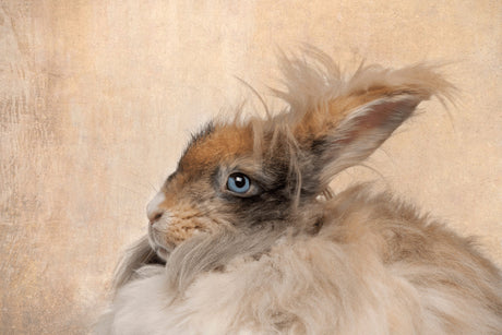 The Ultimate Guide To Angora Rabbits