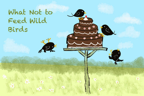What Not to feed wild Birds