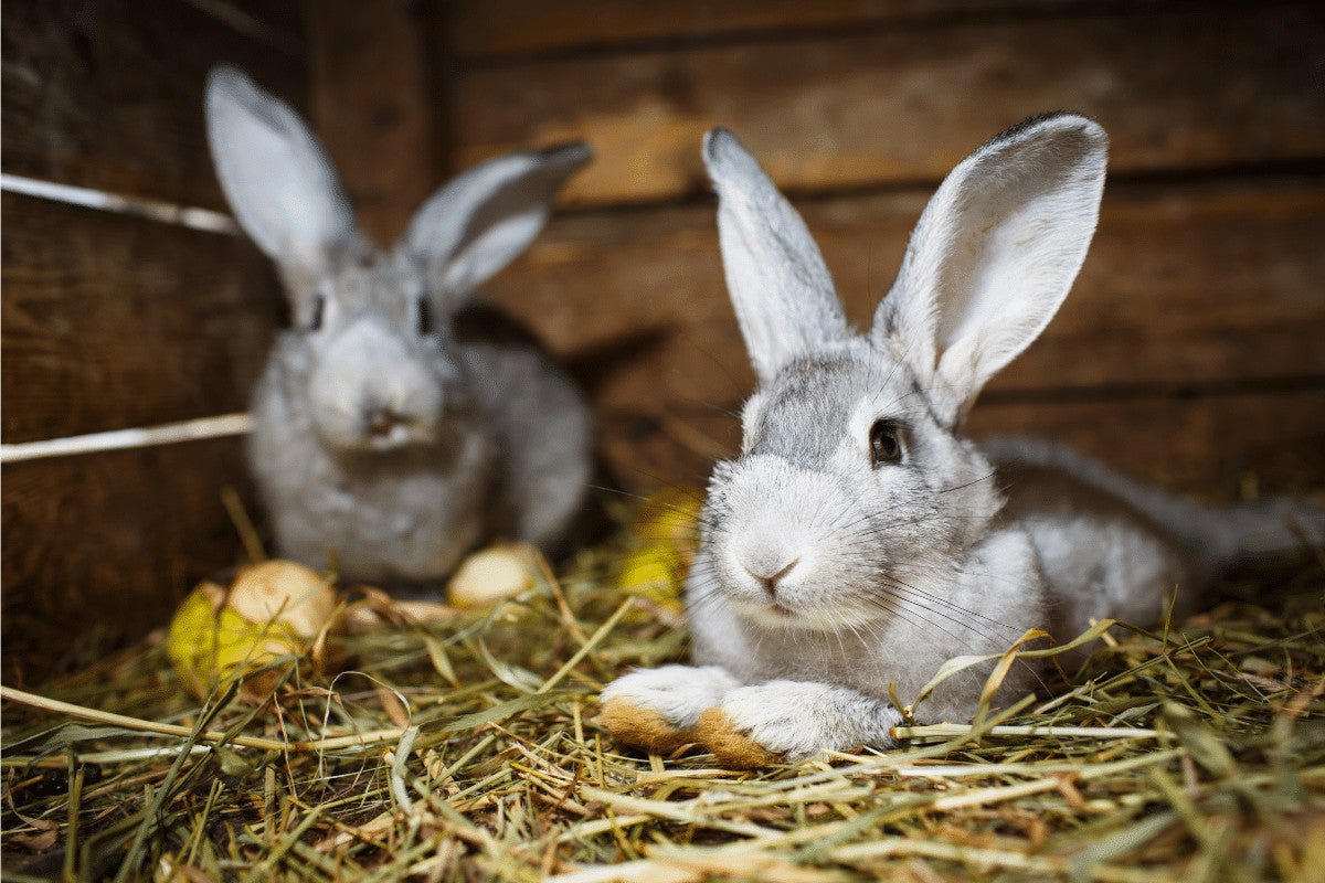What Can You Line A Rabbit Hutch With?