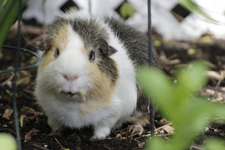 Can Guinea Pigs Live Alone | Do They Suffer Loneliness?