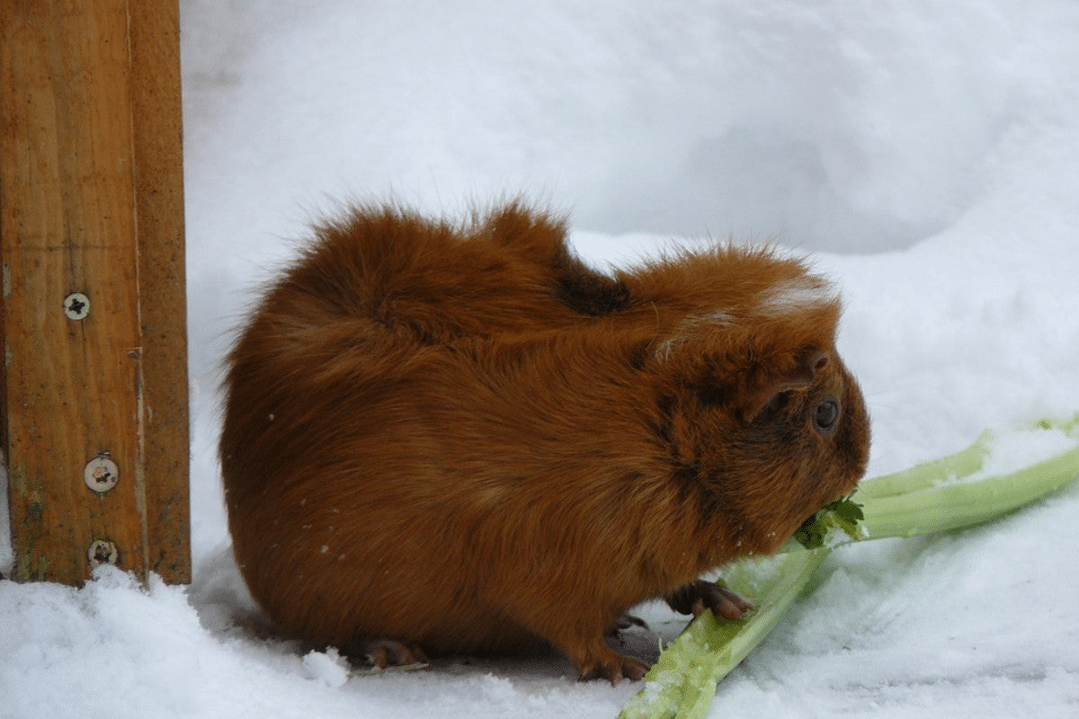 Do guinea pigs like heat or cold orders